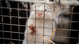 Covid Kills 15 000 Us Mink As Denmark Prepares For Nationwide Cull World News The Indian Express