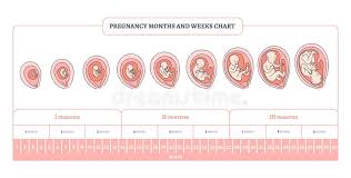 pregnancy month weeks and trimesters chart with stages of