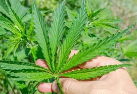 Wird photoperiodisches cannabis aus stecklingen anstatt aus samen gezogen, kann das rund 1 bis 3 wochen sparen. Cannabis Enthalt Verbindungen Die 30 Mal Wirksamer Sind Als Ass Aponet De