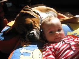 All these puppies are available for adoption and will come to a loving home with: The Boxer Club Of Nsw
