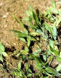 Image result for Zornia setosa