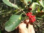 Image result for Psychotria kirkii