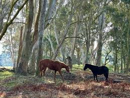 Image result for Hyparrhenia bracteata