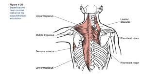 The blade below the shoulder trope as used in popular culture. Scapulae Muscles That Make It Move Ace Blog