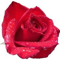 When sending flowers to cedar rapids, ia. Brenda Simmons Sr Manager Operations Flowerama Linkedin