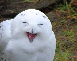They've found his funny bone. 201 Smiling Animals That Will Instantly Make You Smile Bored Panda