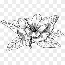 Nicepng provides large related hd transparent png images. Collection Of Magnolia Drawing Png High Quality Magnolia Flower Line Art Transparent Png 2397x1406 1660856 Pngfind