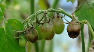 Maybe you would like to learn more about one of these? Cara Mengatasi Penyakit Tomat Keriting Layu Busuk Buah Menguning Budidayayuk