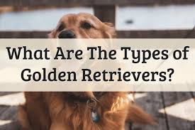 See more of golden retriever puppies on facebook. The Different Kinds Of Golden Retrievers 2021 Guide