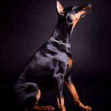 Doberman Colors Common Rare Colors Patterns