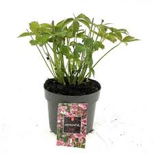 Image result for Astrantia major `Roma`