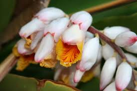 Image result for Renealmia africana