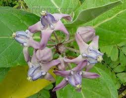 Image result for Calotropis gigantea