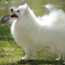 American Eskimo Puppies for Sale in Nebraska