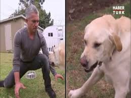 Cesar Millan Yemek Kabina Dokunuldugunda Cok Sinirlenen Holly Isimli Kopek Tarafindan Isirildi