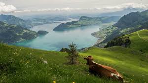 Click on any wallpapers and then make right click and save image. Wallpaper Switzerland River Mountains Slope Cow 3840x2160 Uhd 4k Picture Image