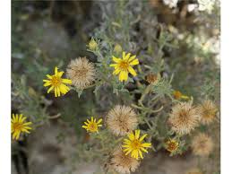 Image result for Heterotis canescens