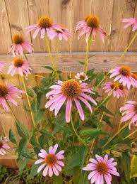 Inexpensive Perennial Flowers For Your Garden Flowers Perennials Perennials Long Blooming Perennials