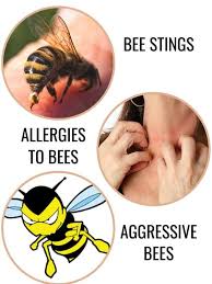 Honey bee pests are a common problem for hives throughout the world. Bees Control Brisbane Professional Bee Hives Removal Service