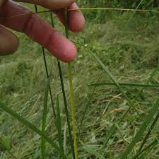 Image result for Sporobolus natalensis