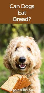 Can Dogs Eat Bread Health Benefits And What You Should Consider Can Dogs Eat Dog Bread Dog Eating