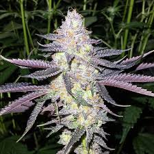 Is gelato really worth the hype compared to other bud? Asylum Seeds Gelato 33 Feminised Urban Cbd