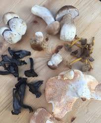 Psilocybin mushrooms grow naturally in tropical, subtropical, and temperate regions around the world. 10 Mushrooms You Should Not Miss Out On In Autumn Delicious Magazine