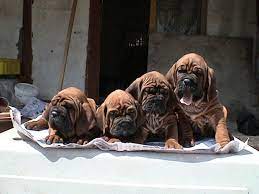 Korean Mastiff Puppies Mastiffs Mastiff Dogs Greenland Dog