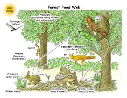 Forest Food Webs Exploring Nature Educational Resource Forest Ecosystem Food Web Ecosystems Projects