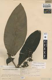 Image result for Bertiera