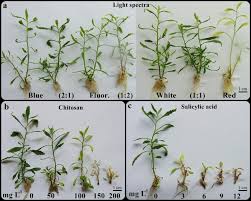 Image result for Dysphania