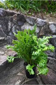 Image result for Microsorum punctatum