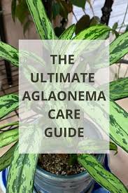 Maybe you would like to learn more about one of these? Aglaonema Chinese Evergreen The Ultimate Care Guide