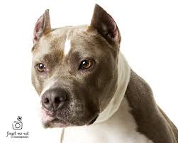 Athena The Rescued Pitbull Posts Facebook