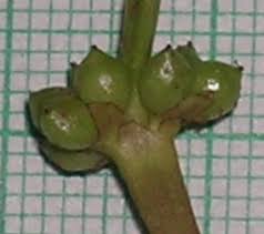 Image result for Wiesneria