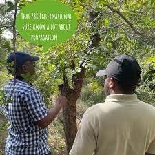 Image result for Brackenridgea