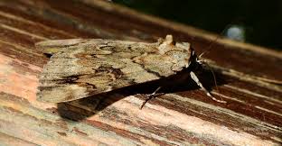 Image result for Catocala electa