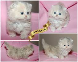 Want to learn about the 8 different types including the bengal one? Napoleon Kittens For Sale Persian Napoleon Kittens Available Cattery