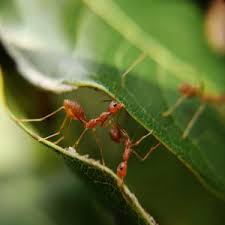 Dawn dish soap is also known to destroy various types of ants. Ant Control Products Indoor Outdoor Solutions