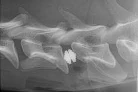 Cervical Arthroplasty Artificial Disc Replacement For Disc Associated Wobbler Syndrome Veterinary Neurology Of The Chesapeake
