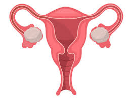 Image result for female sex organ