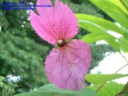 Image result for Dalechampia galpinii