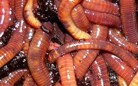 Check spelling or type a new query. Worms For Sale Buy Worms For Composting Gardens Fishing And Growing Your Own Population