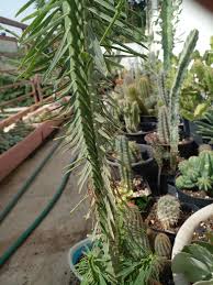 Image result for Euphorbia cataractarum