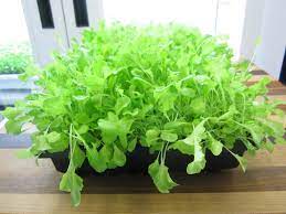 Chris ahrens, who works in our marketing department, grows lettuce in the micro grow. How To Grow Lettuce Indoors Urban Cultivator