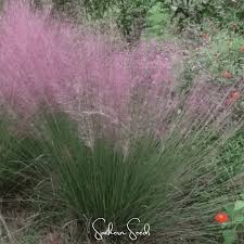 Image result for Eragrostis macrochlamys