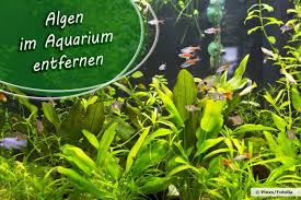 Algen lassen sich manuell recht gut entfernen. Algen Im Aquarium Entfernen 5 Wirksame Hausmittel