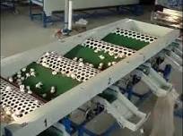 garlic grading machine, garlic sorting machine