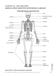 The long bones of the body contain many distinct regions due to the way in which they develop. Bones Teacher Skeleton With Bones Labeled 2a