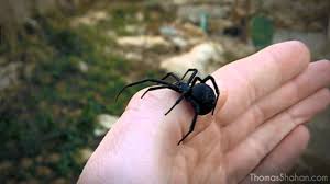 Languages of africa there are about a thousand languages spoken on the continent, classified in four (or six). Handling A Female Black Widow Spider Latrodectus Mactans Youtube